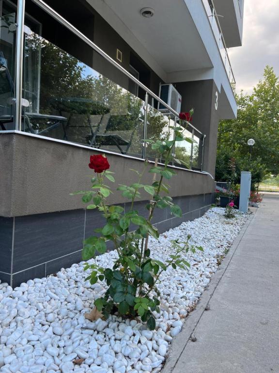 Star Airport Residence Otopeni Bagian luar foto